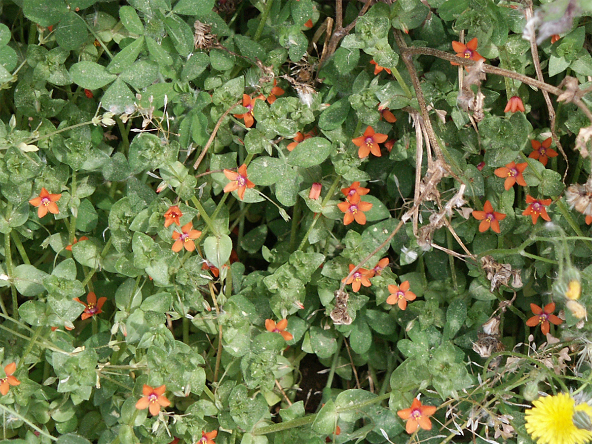 Anagallis arvensis